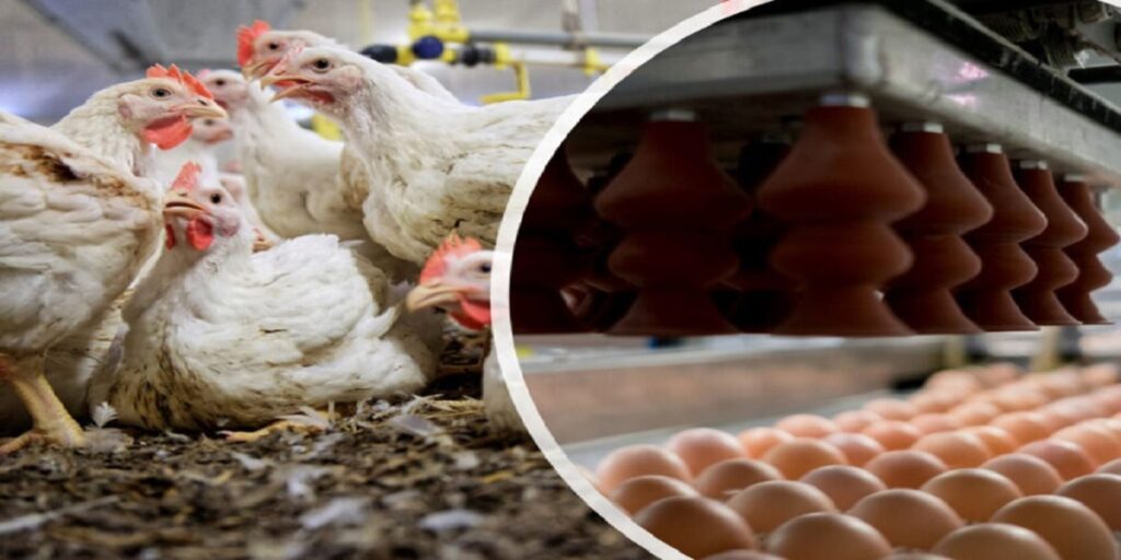 are broiler eggs good for your health or not?